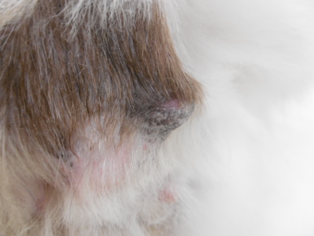 犬の褥瘡 傷口 の治療 はごろも動物病院